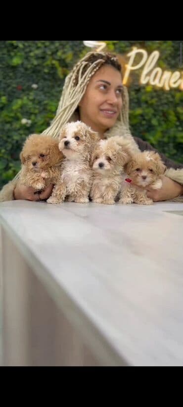 мальтипу купить: 4 ay, Dişi, Peyvəndli, Ünvandan götürmə — 11