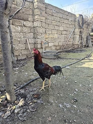 Quşlar: Məhsul: Xoruz (yerli həyət quşu) Təsvir: - Rəng: qara-bənövşəyi — 4