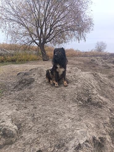 itleri: Qafqaz çoban iti, 4 il, Erkek, Cütləşmə üçün — 8