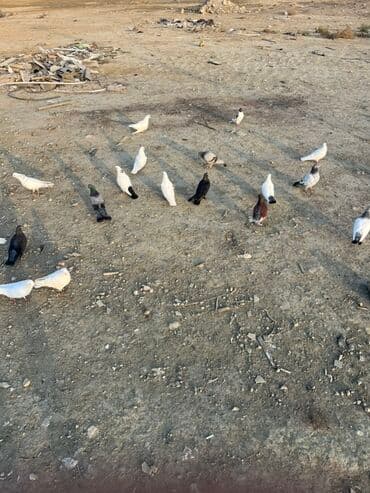 Akvarium aksessuar və ləvazimatları: Göyərçinlər zabratdadı hamsı uçan quşlardı isdəyən olsa gəlsin həyətdə — 6