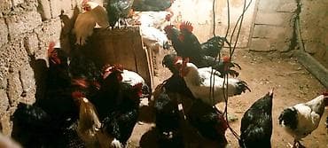 С/х животные и товары: Saf qanlı bekko və ağ-qara rəngli xoruz və toyuqların qrupu. - Cins — 2