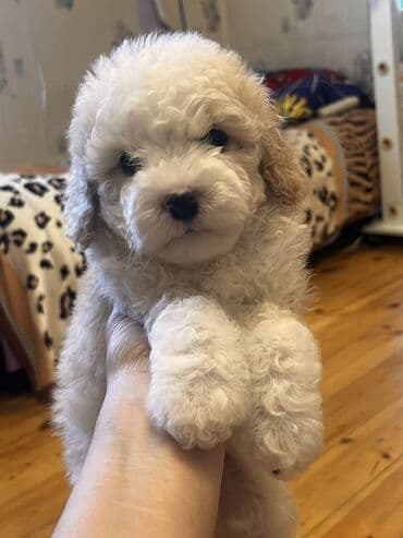 İtlər: Pudel, 2 ay, Erkek, Peyvəndli, Ödənişli çatdırılma — 5