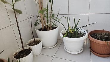 otaq studiya: Böyük Şeflera, qılınc gülləri Monstera yarpaqları tökülüb, böyük — 5