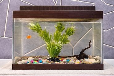 Şüşə akvarium 1 ədəd balıq 1 ədəd yosun dekor 1 ədəd ağac dekor 200