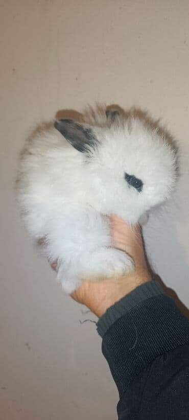 Бусы: Karlik dovşan satılır. Tam sağlam bitsiz birəsiz 100% ev dovşanıdır — 2