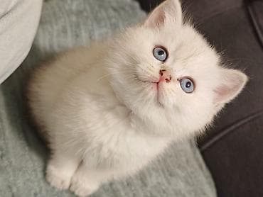 pulsuz pişik: Britan — 1