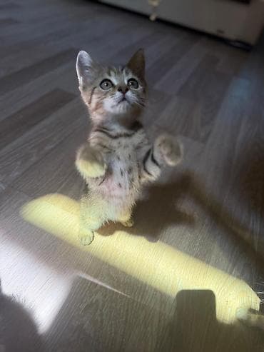 pisik sekilleri profil ucun: Qızıl şinşilla, Erkək, Yaxşı əllərə, Ünvandan götürmə — 3