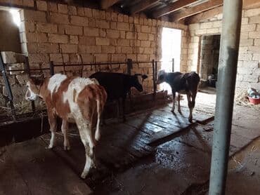 cins ineklerin satisi 2018: 3 eded disi danadi 1 simental o biriler montafondi 2 si 900 den 1i — 3