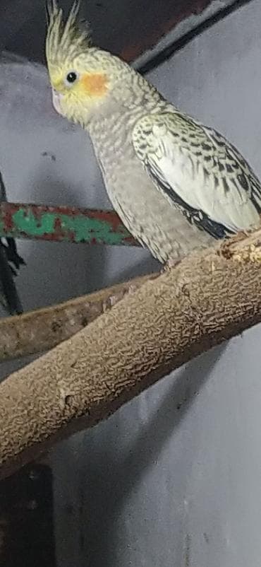 Птицы: Nimfa (Cockatiel) tutuquşuları – müxtəlif rənglərdə populyasiya - — 2