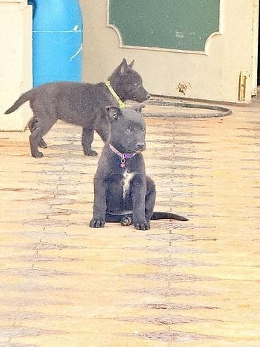 qara it: Belçika çoban iti, 2 ay, Peyvəndli, Pulsuz çatdırılma — 2