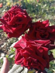 xedice gulu: Saqı Gülçülük – Tərtərin ən gözəl gülləri Bir gül təkcə ətriylə deyil — 29