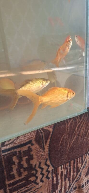 Gəmiricilər: Dördbucaq akvarium, Balıqlarla birlikdə, 64 l, Ünvandan götürmə — 8