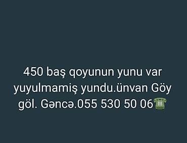 Məhsul: Yuyulmamış qoyun yunu 🐑🐏 göygöl gəncə. 055 530 50 06☎️