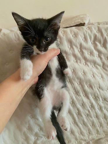 Akvariumlar: Dişi, Yaxşı əllərə — 3