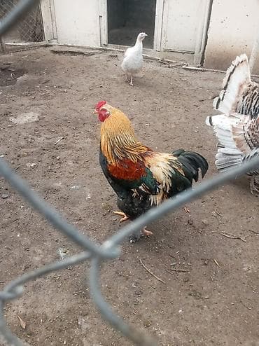 Toyuq, Brama, Damazlıq