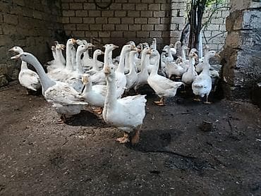 sort qazlar: Dişi, | Linda, Damazlıq, Ünvandan götürmə — 5