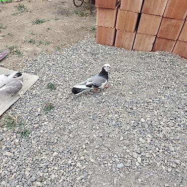 at satilir: Göy ağ baş ağ qənəd satılır qiymət 25 AZN — 3