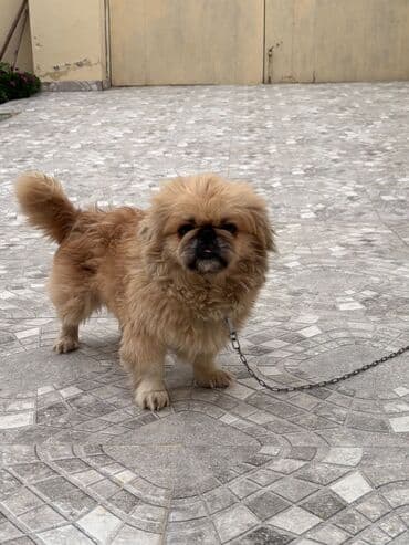 qafqaz coban iti sekilleri: Pekines, 1 il, Erkek, Pulsuz çatdırılma — 4