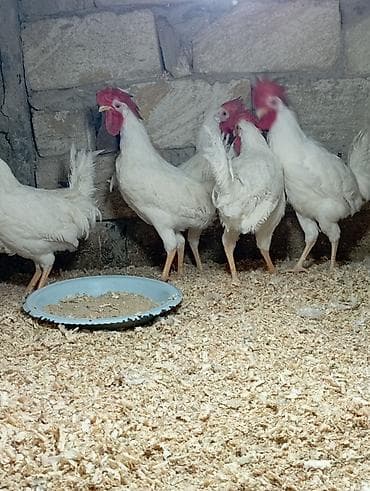 itlerin satisi 2017: Salam 5 Ədəd 5 Aylıq XoRuZLaR Satılır Hamsi Bir Yerdə Satılır sonu 70 — 2