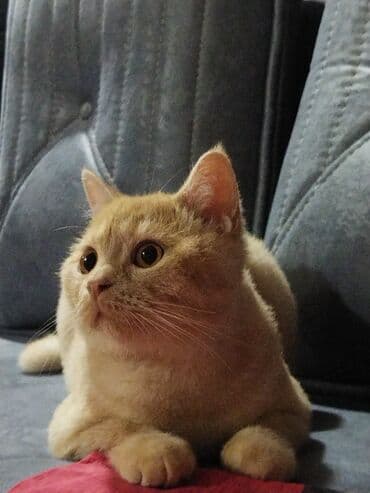 pişik əşyaları: Qızıl şinşilla, Erkək, Ünvandan götürmə, Ödənişli çatdırılma — 6