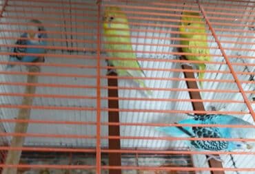 rainbow tutuquşu: 4 eded tutuqusu satılır ünvan müsfiq qesebesi son — 2