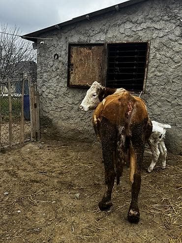 Рогатый скот: Erkək balalı inək satılır. Təmiz simmental cinsidir.Balası da — 4