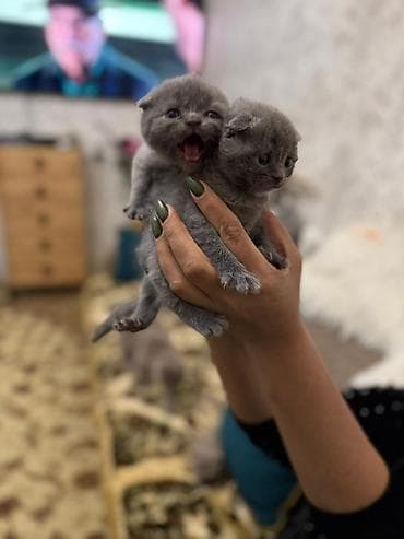 ev heyvanlar: Temiz şatlan pişiyidi — 8