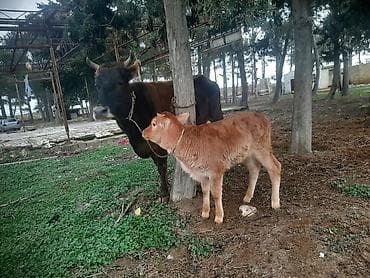 Кошки: Südlük inek 2 qarın erkek bala 12 letr südü var sağımda rahat — 4