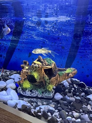 Tecili satilir.50x30x20 Akvariuma aid herbirwey var. baliqlarla