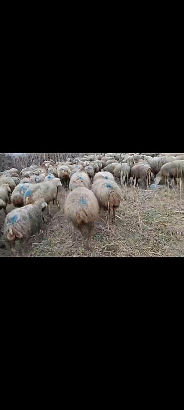 Телята: Mal-qara: Qoyun sürüsü Təsvir: - Şəkillərdə çoxsaylı ana qoyunlardan — 6