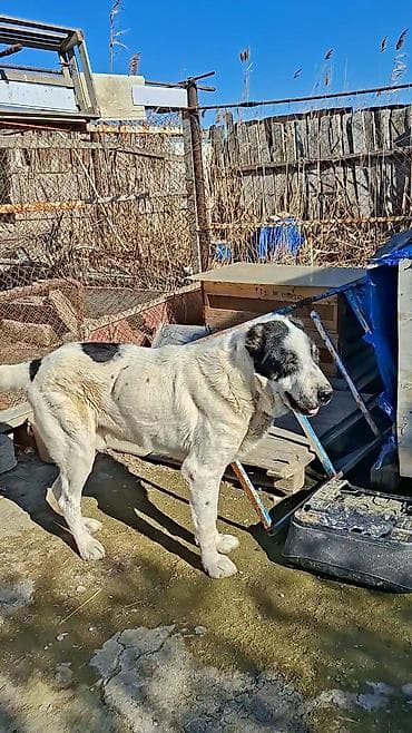 en iri it cinsi: Alabay — 6