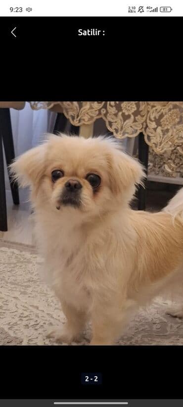 xaski itlər: Pekines, 3 il, Dişi, Sənədli, Ünvandan götürmə — 3