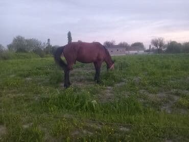 cins qoyunlar: Erkək, il: 4, Ünvandan götürmə — 5