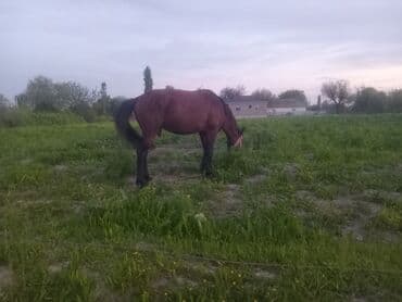 Gəmiricilər: Erkək, il: 4, Ünvandan götürmə — 2