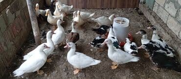 lal ördək balasi: Satılır kim istəsə zakaz edə bilər.Ünvan Biləsuvar — 10