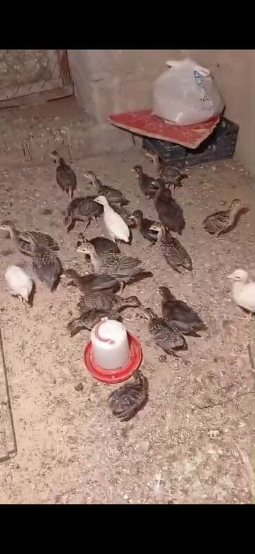 Digər heyvanlar: Salam Hinduşka balaları satılır 30 dənədi ünvan Kürdəxanı 15-20 — 2