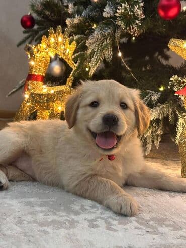 Heyvanlar üçün mallar: Retriever, 2 ay, Dişi, Sənədli, Ünvandan götürmə, Ödənişli çatdırılma — 1