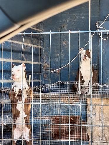 en gozel it adlari: Pitbul, 9 ay, Dişi, Ödənişli çatdırılma — 5