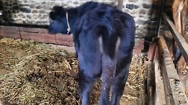 ceyran sekilleri: Qara rəngli dana / düyə Xüsusiyyətlər: - Yaş: təxminən gənc (boynunda — 3