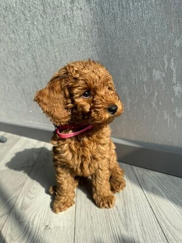 baskervillerin iti: Pudel, 3 ay, Dişi, Ünvandan götürmə, Ödənişli çatdırılma — 6