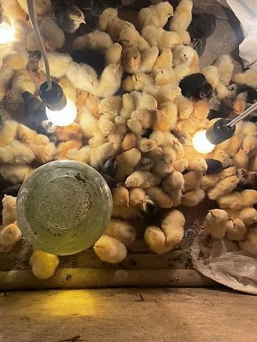 Toyuq cücələri, Damazlıq lalafo.az -da Toyuq cücələri, Damazlıq