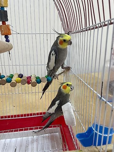 Korella tutuquşuları. Cüt (erkək dişi). Qəfəslə birlikdə veriləcək — 2