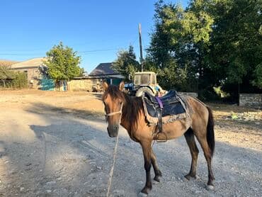 bmw 3 серия 330xi at: Erkək, il: 6 — 5