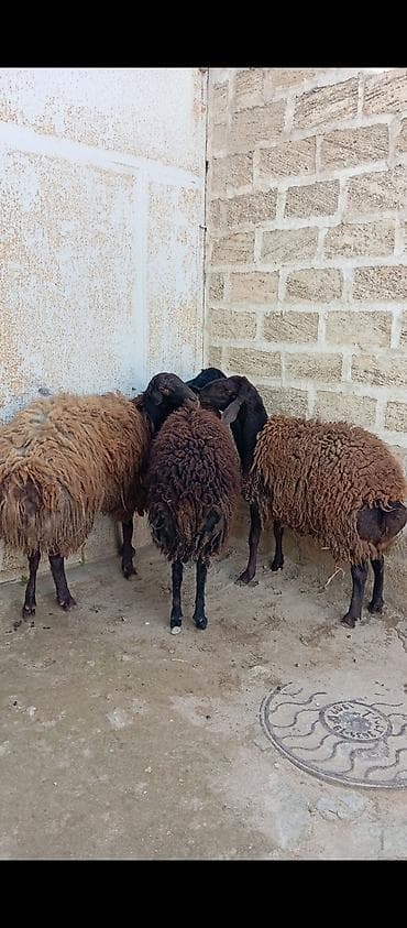 qoyun barter: Salam ünvan Bakıin maştağa kendi obşi 3 baş əsil damazliq üçün qoçlar — 6
