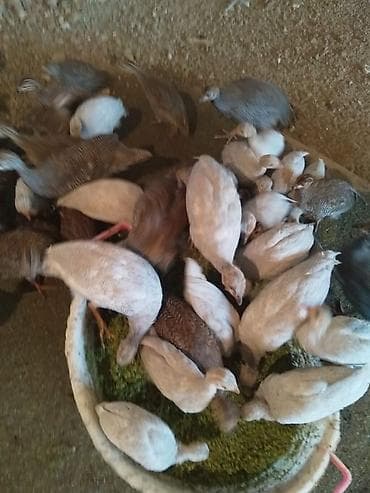 kreditle mal qara: Damazlıq AĞ rəngdə qızğın erkək firəng quşu satılır.35 azn — 1