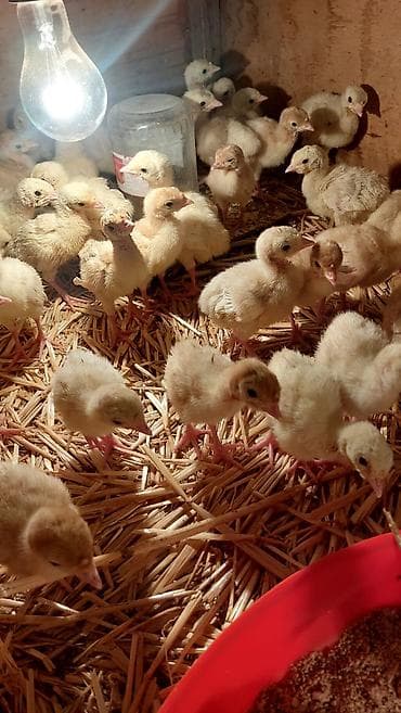 toyuq ucuz qiymete: Təmiz qan Ağ Kanada hindüşqa cücələri.Erkəklər 15-20kilo,Dişi — 4