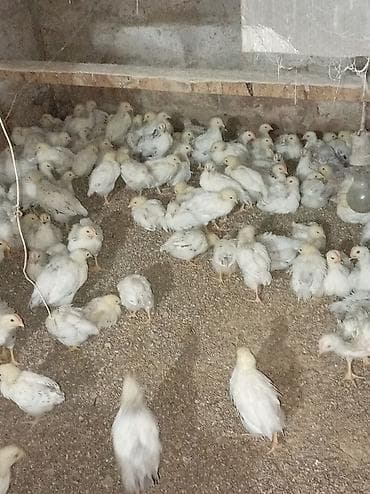 mal qara fermalari: Toyuq cücələri, Ətlik — 1