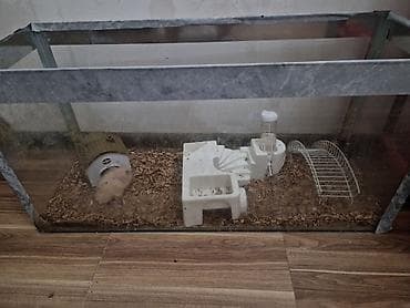 it heyvan: Heyvan: Hamster (2 ədəd) Cins/Tip: Suriya (qısa tüklü krem-ağ ləkəli) — 5