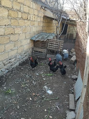 pulsuz heyvanlar verilir: Toyuq, Damazlıq — 1