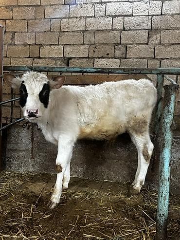 ağ xasqi: Cins buzov – ağ rəngdə, baş və göz ətrafında qara ləkəli. Qısa, sıx — 1